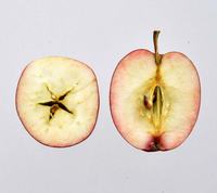 Summerred æble overskåret